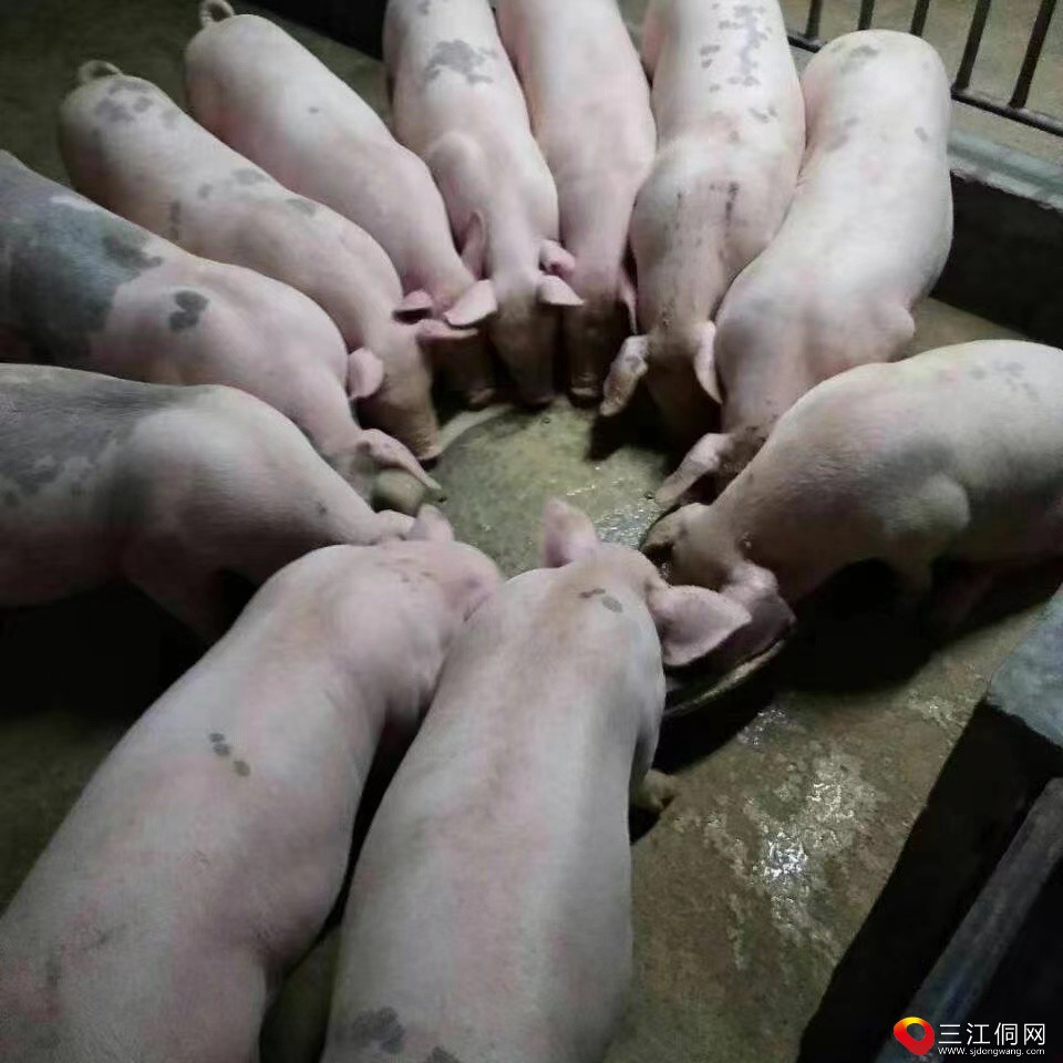 长期批发零售各种猪苗，三江县城内送货上门